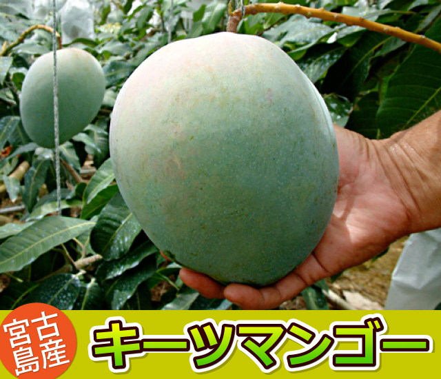 キーツマンゴー 大玉2玉 約1.2kg 宮古島産画像1