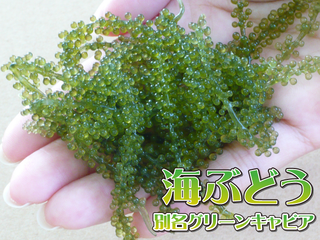 【沖縄特産品】極上プチプチ食感！茎つき1kg海ぶどう